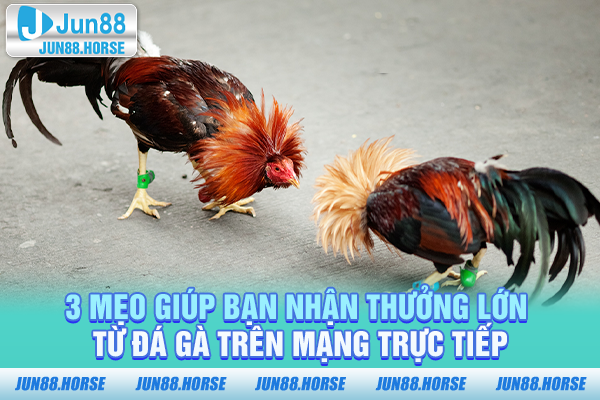 3-meo-giup-ban-nhan-thuong-lon-tu-da-ga-tren-mang-truc-tiep 3 mẹo giúp bạn nhận thưởng lớn từ đá gà trên mạng trực tiếp