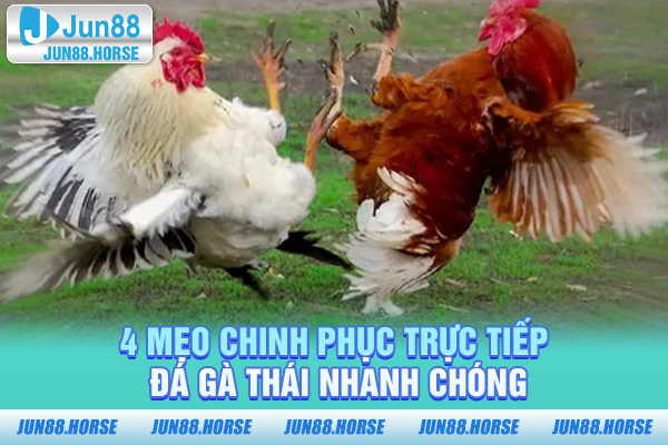 4-meo-chinh-phuc-truc-tiep-da-ga-thai-nhanh-chong 4 mẹo chinh phục trực tiếp đá gà Thái nhanh chóng