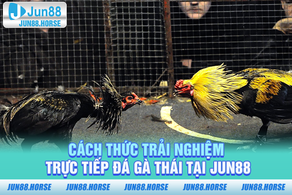 cach-thuc-trai-nghiem-truc-tiep-da-ga-thai-tai-jun88 Cách thức trải nghiệm trực tiếp đá gà Thái tại JUN88