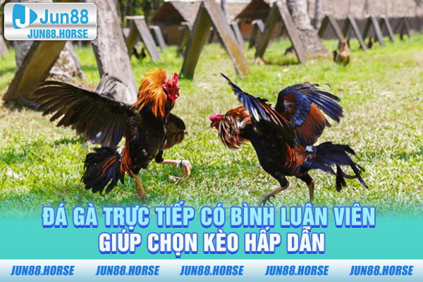 da-ga-truc-tiep-co-binh-luan-vien-giup-chon-keo-hap-dan Đá gà trực tiếp có bình luận viên giúp chọn kèo hấp dẫn