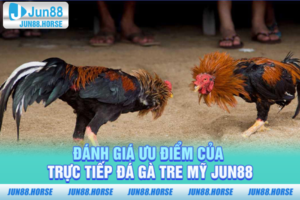 danh-gia-uu-diem-cua-truc-tiep-da-ga-tre-my-jun88 Đánh giá ưu điểm của trực tiếp đá gà tre Mỹ JUN88