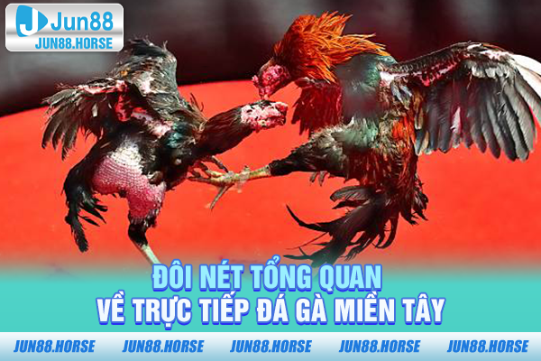 doi-net-tong-quan-ve-truc-tiep-da-ga-mien-tay Đôi nét tổng quan về trực tiếp đá gà Miền Tây