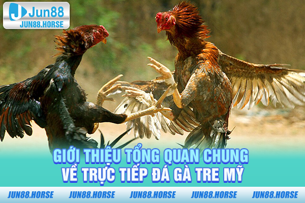 gioi-thieu-tong-quan-chung-ve-truc-tiep-da-ga-tre-my Giới thiệu tổng quan chung về trực tiếp đá gà tre Mỹ