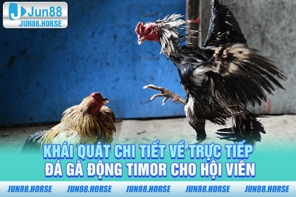 khai-quat-chi-tiet-ve-truc-tiep-da-ga-dong-timor-cho-hoi-vien Khái quát chi tiết về trực tiếp đá gà động TIMOR cho hội viên