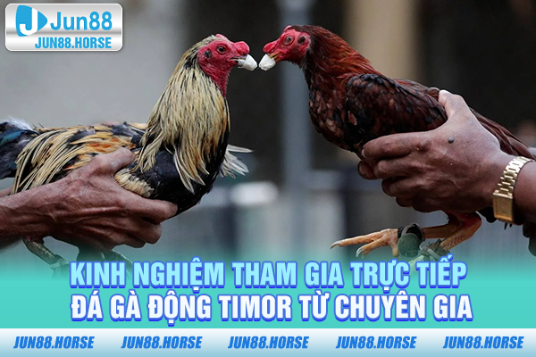 kinh-nghiem-tham-gia-truc-tiep-da-ga-dong-timor-tu-chuyen-gia Kinh nghiệm tham gia trực tiếp đá gà động TIMOR từ chuyên gia