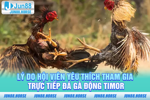 ly-do-hoi-vien-yeu-thich-tham-gia-truc-tiep-da-ga-dong-timor Lý do hội viên yêu thích tham gia trực tiếp đá gà động TIMOR