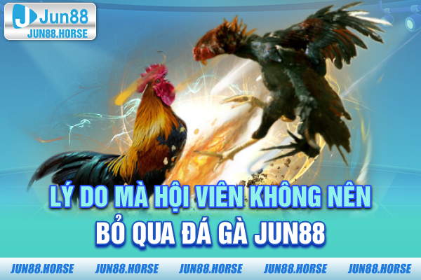 ly-do-ma-hoi-vien-khong-nen-bo-qua-da-ga-jun88 Lý do mà hội viên không nên bỏ qua đá gà JUN88