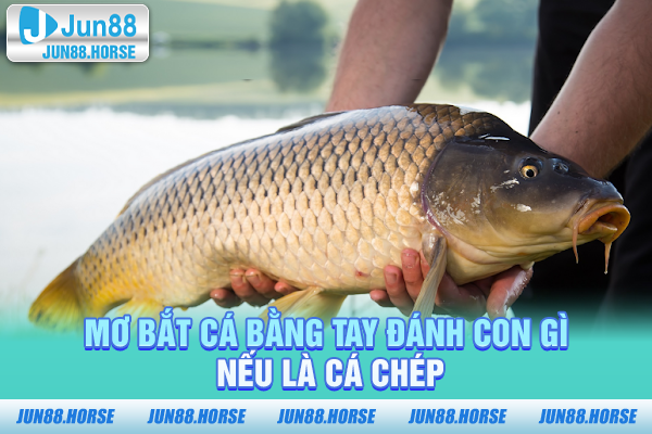 mo-bat-ca-bang-tay-danh-con-gi-neu-la-ca-chep Mơ bắt cá bằng tay đánh con gì nếu là cá chép