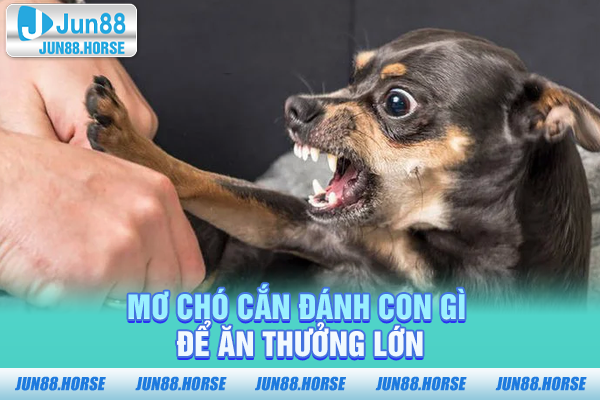 mo-cho-can-danh-con-gi-de-an-thuong-lon Mơ chó cắn đánh con gì để ăn thưởng lớn