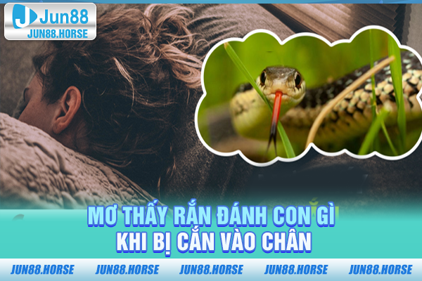 mo-thay-ran-danh-con-gi-khi-bi-can-vao-chan Mơ thấy rắn đánh con gì khi bị cắn vào chân