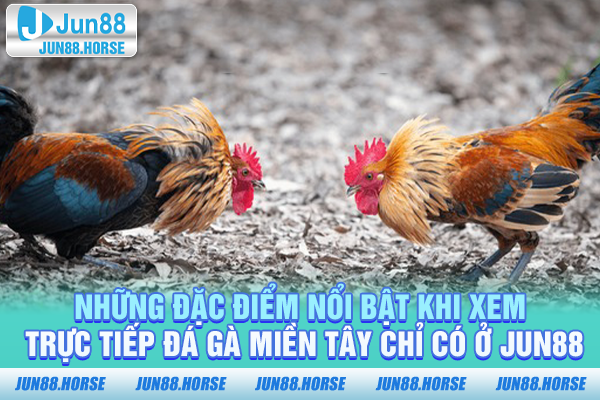 nhung-dac-diem-noi-bat-khi-xem-truc-tiep-da-ga-mien-tay-chi-co-o-jun88 Những đặc điểm nổi bật khi xem trực tiếp đá gà Miền Tây chỉ có ở JUN88