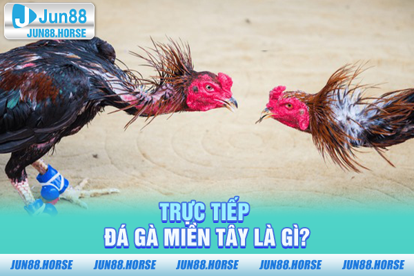 truc-tiep-da-ga-mien-tay-la-gi Tìm hiểu trực tiếp đá gà miền Tây là gì